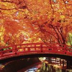 El otoño japonés y su momiji