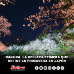 SAKURA: LA BELLEZA EFÍMERA QUE DEFINE LA PRIMAVERA EN JAPÓN