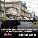 Aumenta el riesgo por ataques de osos en Japón: causas y desafíos