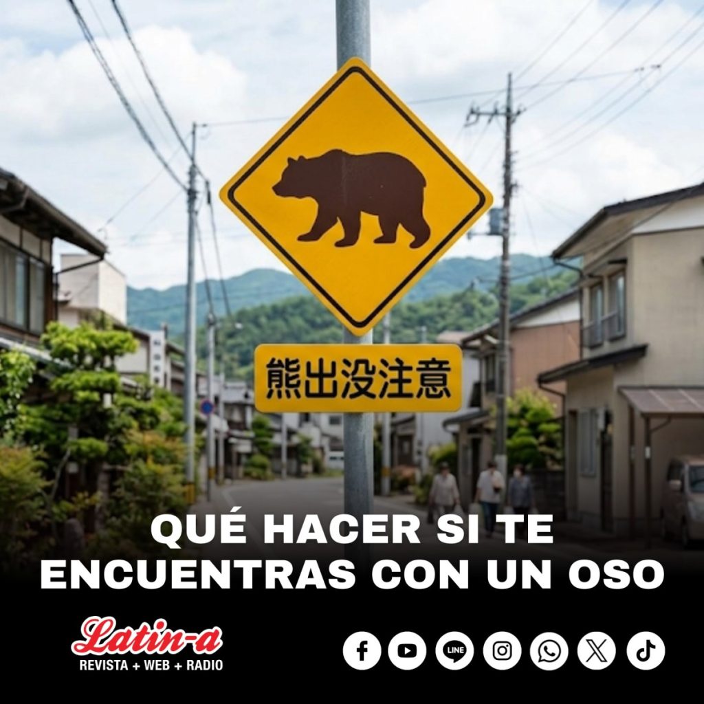 QUÉ HACER SI TE ENCUENTRAS CON UN OSO
