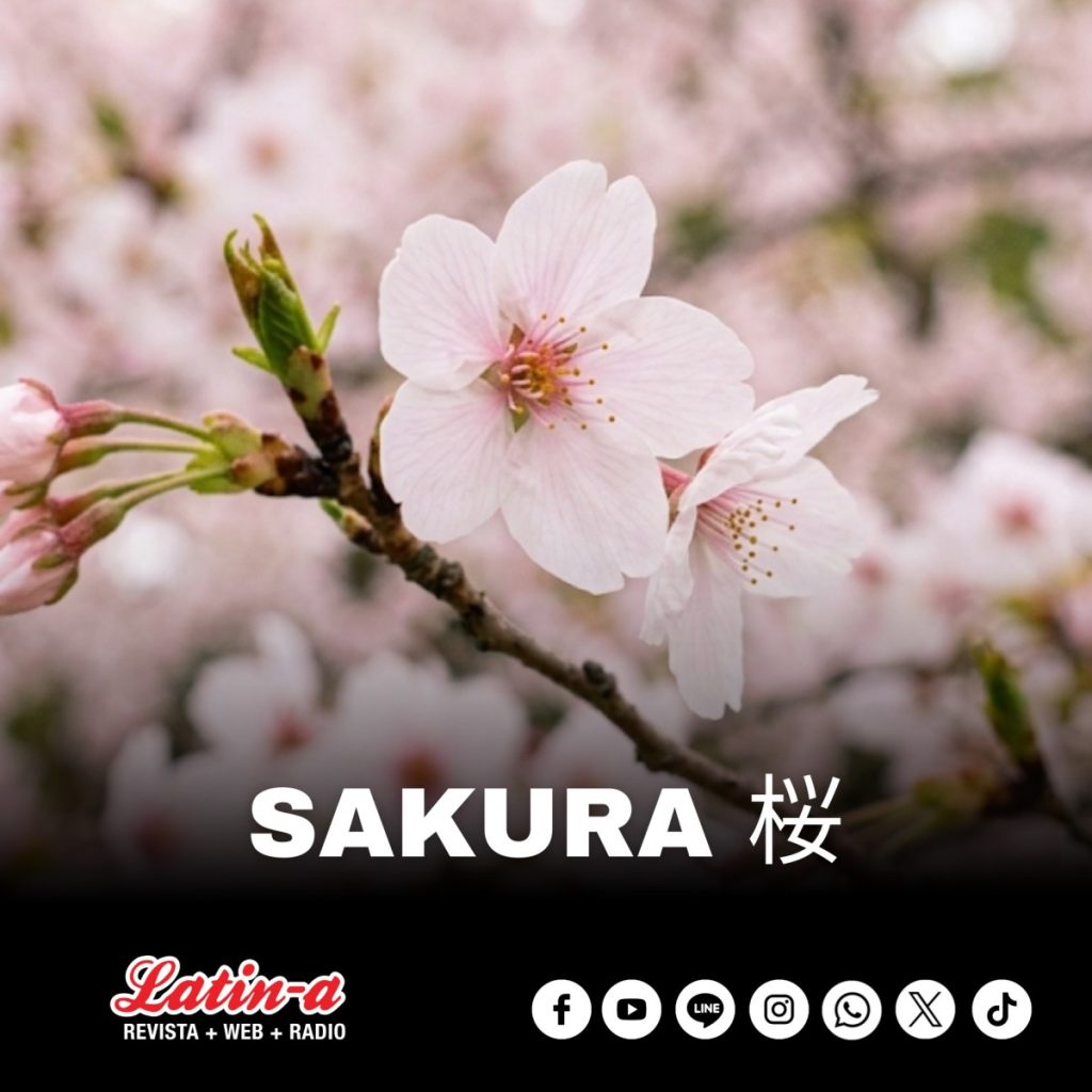 Sakura（桜）