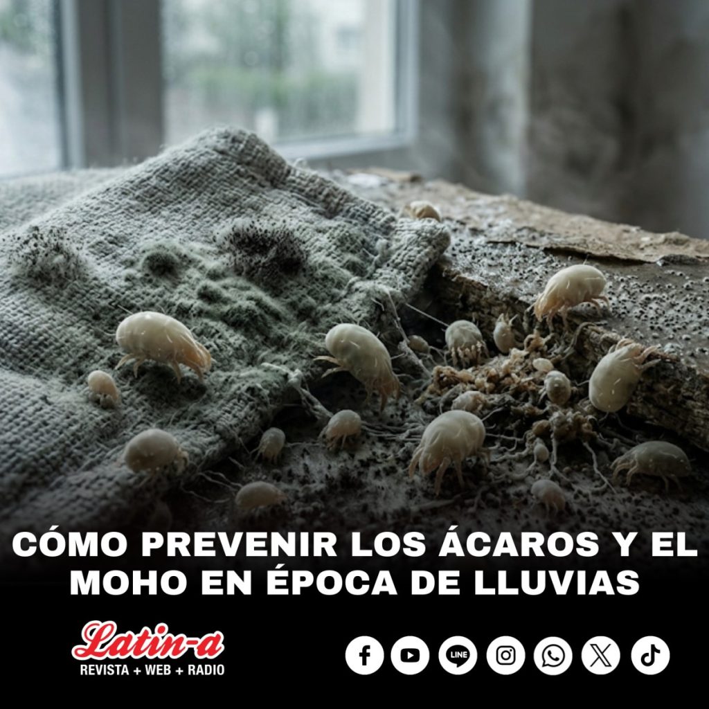 Cómo prevenir los ácaros y el moho en época de lluvias