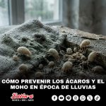 Cómo prevenir los ácaros y el moho en época de lluvias