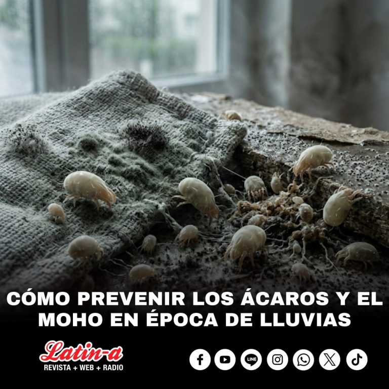 Cómo prevenir los ácaros y el moho en época de lluvias