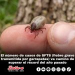 El número de casos de SFTS (fiebre grave transmitida por garrapatas) en camino a superar el récord del año pasado