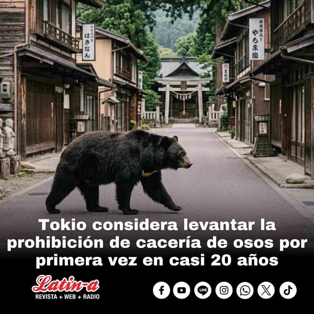 Tokio considera levantar la prohibición de cacería de osos por primera vez en casi 20 años