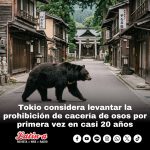Tokio considera levantar la prohibición de cacería de osos por primera vez en casi 20 años